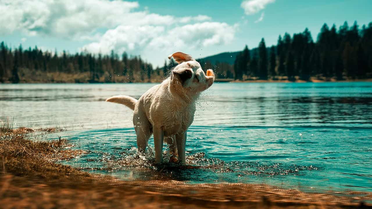 Hund schüttelt sich im See