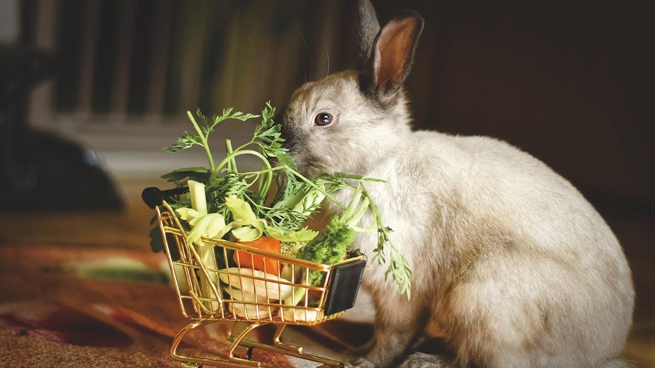 Kaninchen mit einem Spielzeugeinkaufswagen voller Gemüse