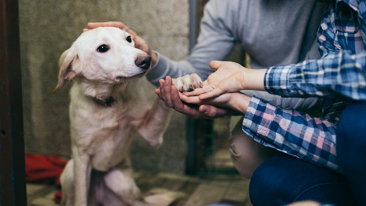 Vestibularsyndrom beim Hund: Ursachen, Diagnose und Behandlungsmöglichkeiten