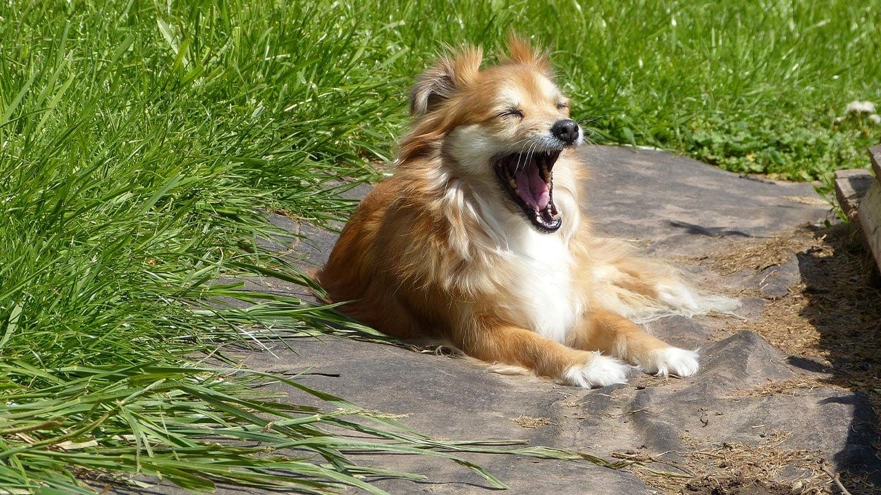 Was bedeutet Gähnen beim Hund?