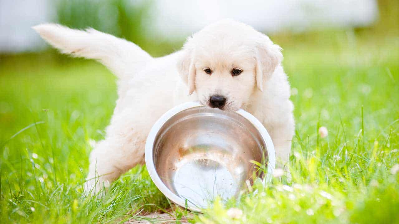 Welpen gesund ernähren: worauf Hundehalter achten sollten