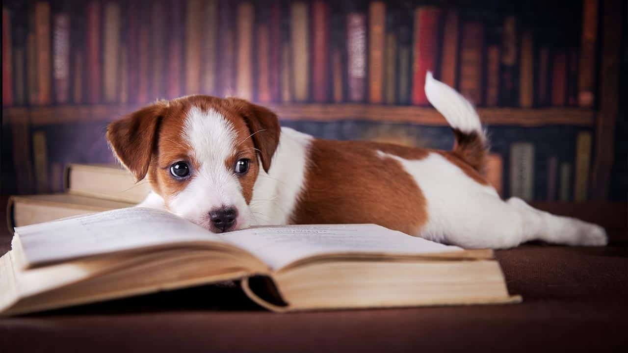 Hund liegt vor einem offenen Buch