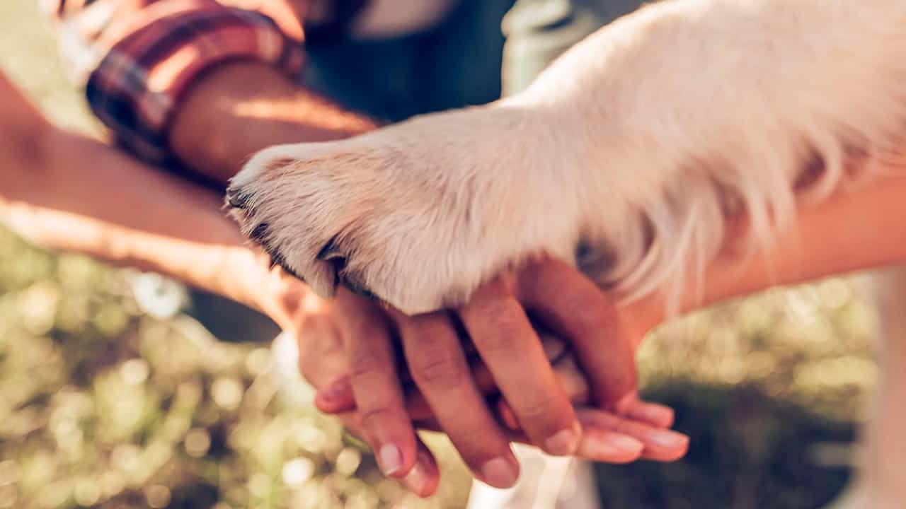 Wie funktioniert eine Tierkrankenversicherung?