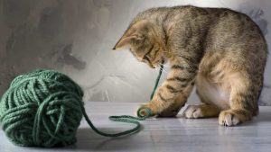 Katze spielt mit Wollknäuel