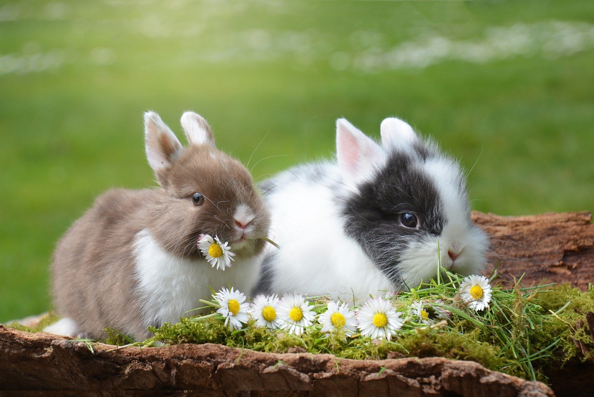 Artgerechte Haltung von Kaninchen im Stadtleben: So geht sie richtig