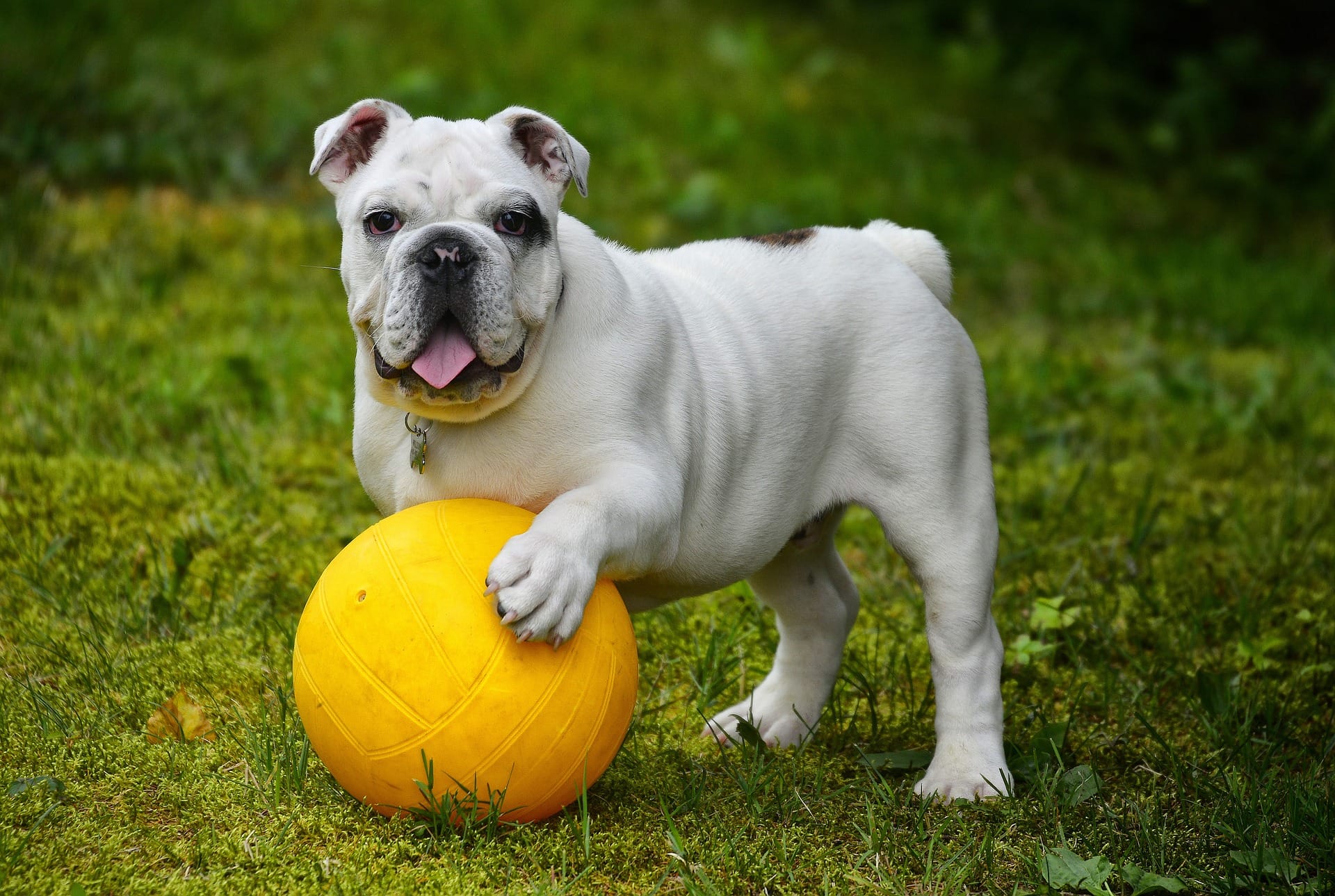 Weißer Hund mit gelben Ball