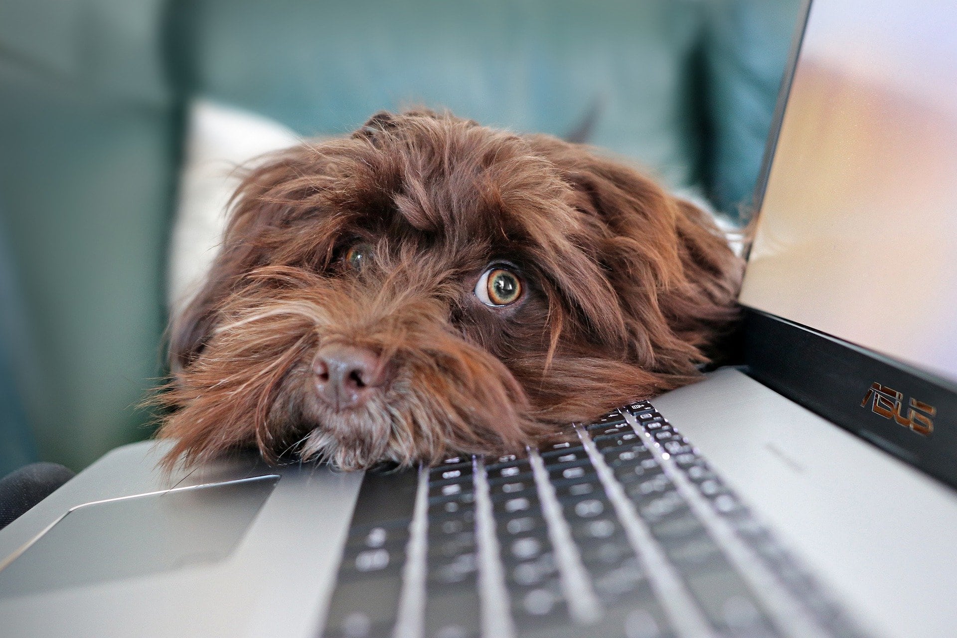 Brauner Hund liegt auf Laptop