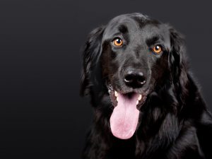 Schwarzer Hund streckt Zunge heraus