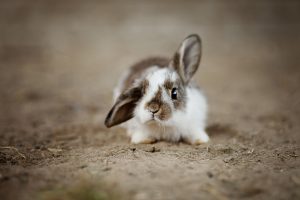 Kaninchen liegt auf Erde