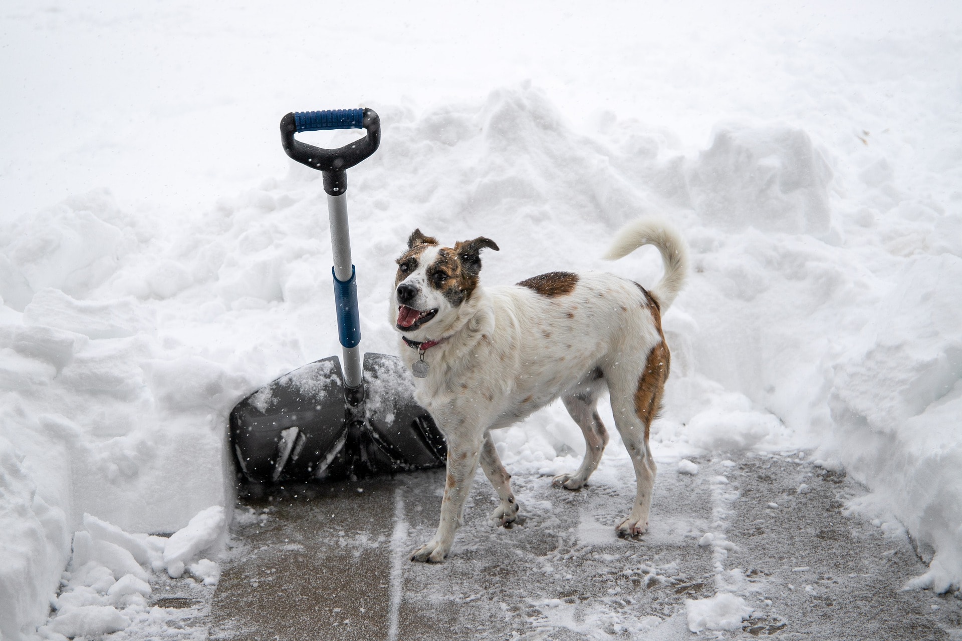 Hund steht vor Schnee