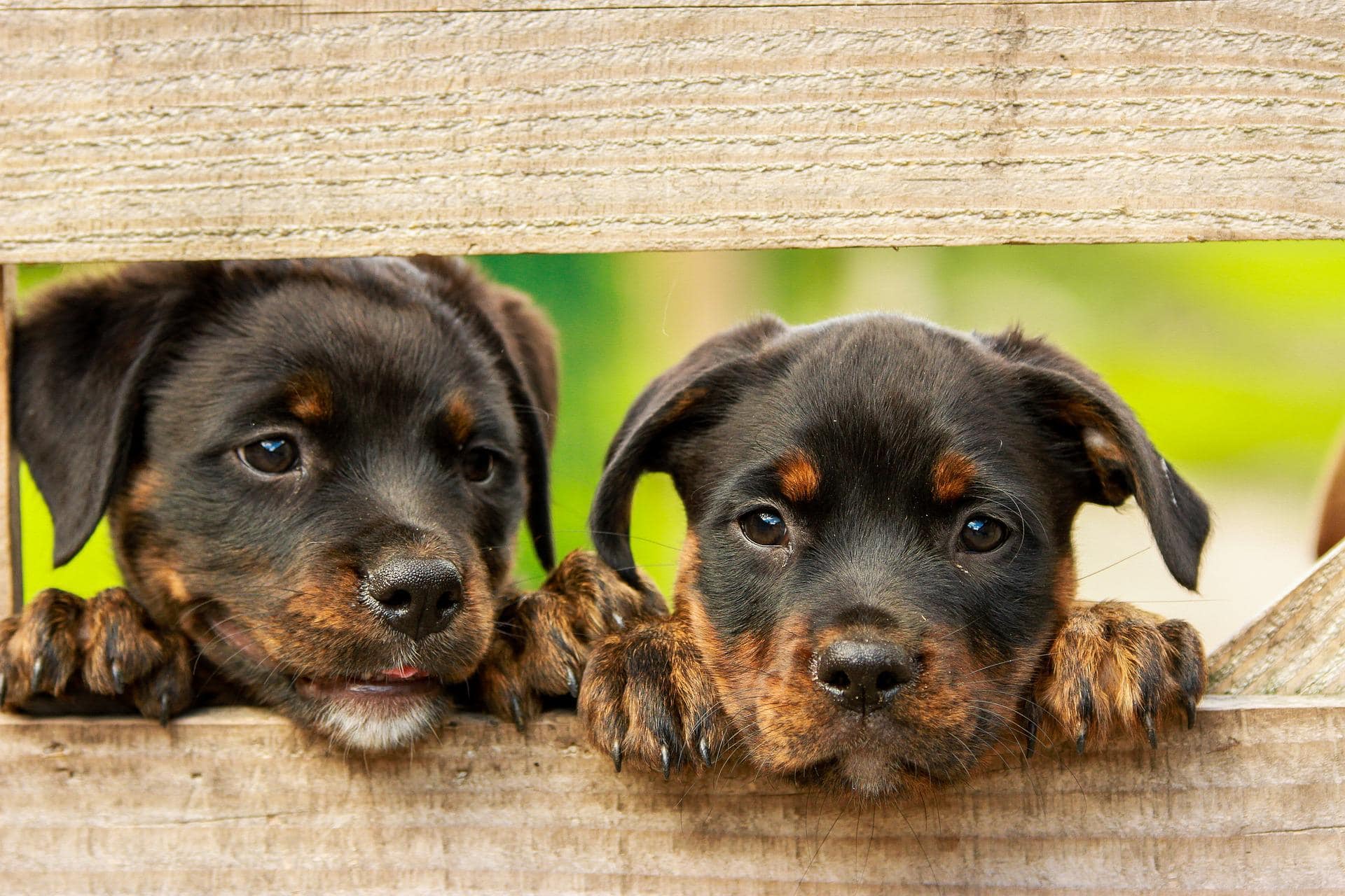 Zwei Hunde gucken durch einen Zaun